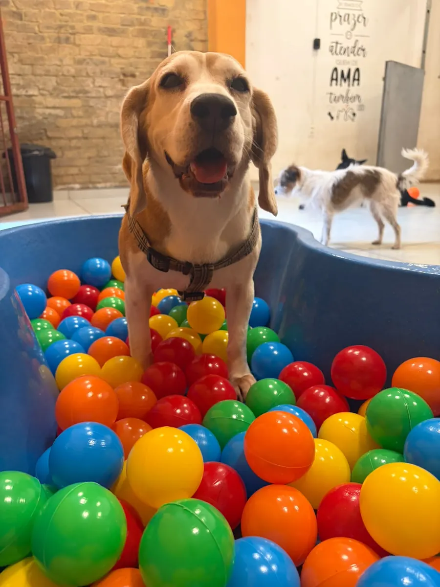 Cão brincando na piscina de bolinhas