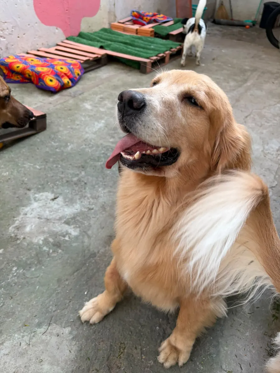 Golden retriever recebendo atenção da equipe
